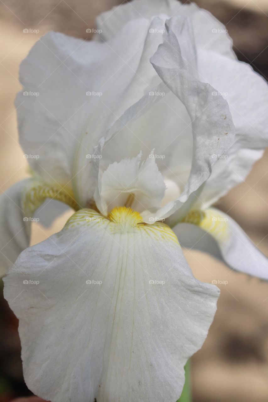 White Iris