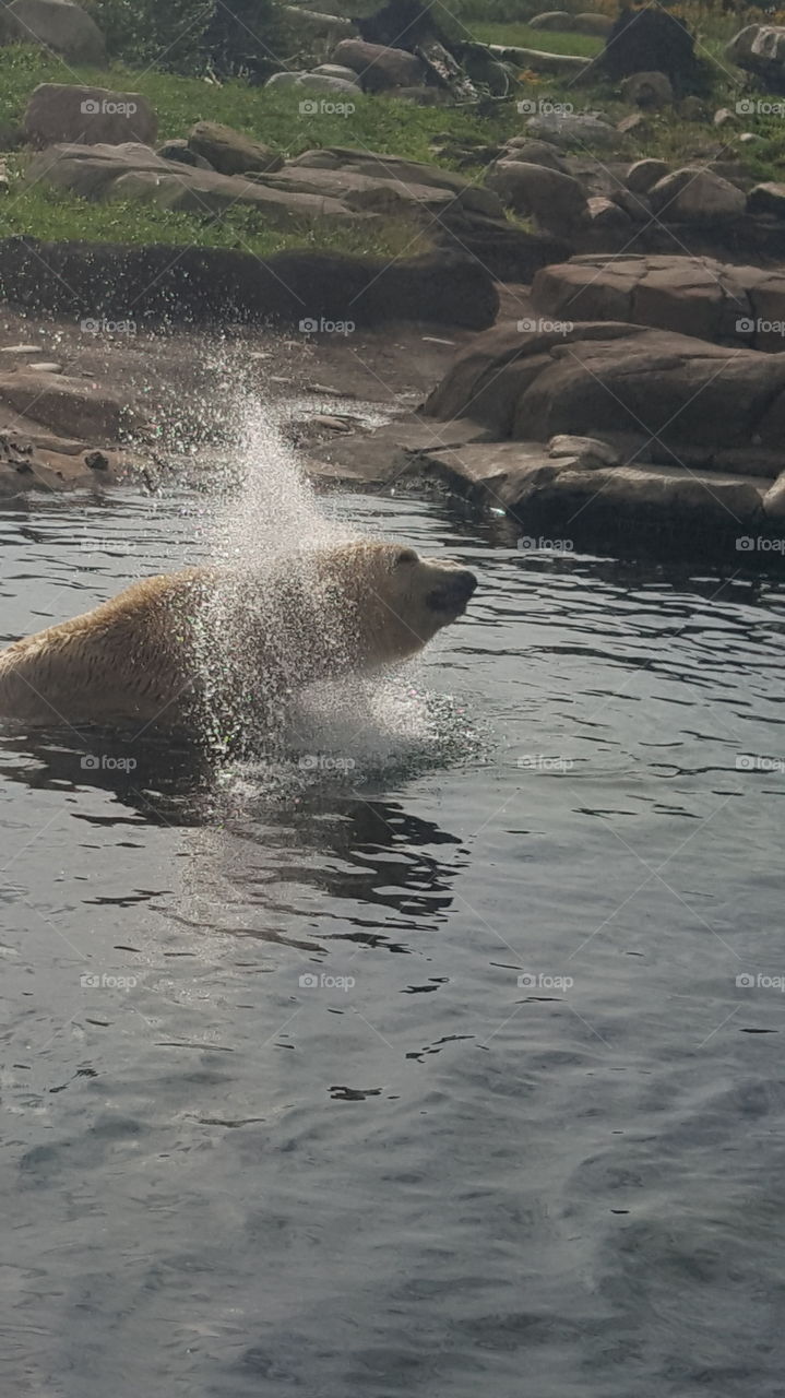 polar bear Columbus Zoo