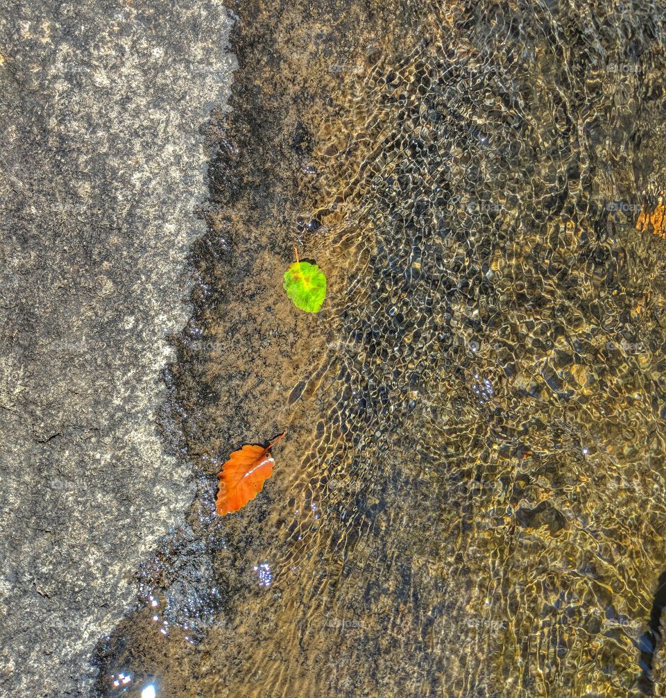 Colorful Leaves Floating Downstream
