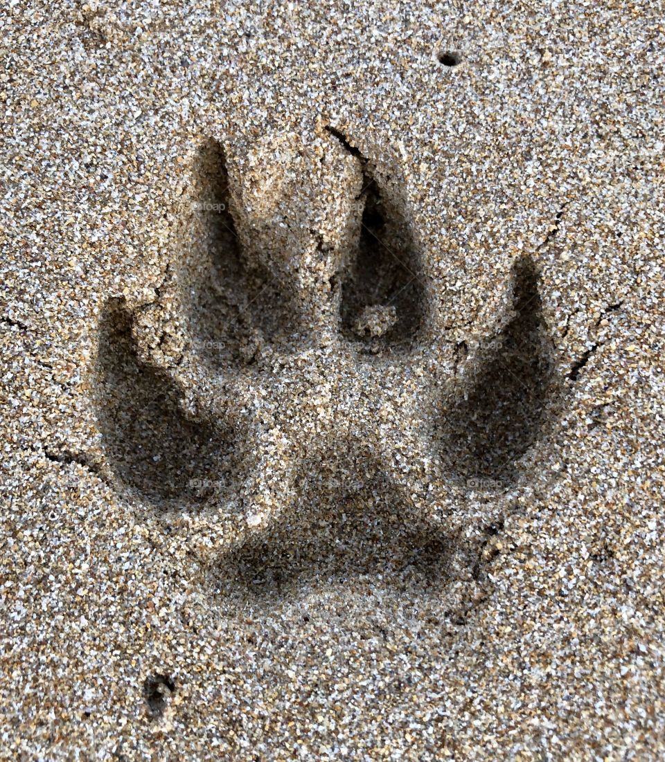 Dog paw print in the sand