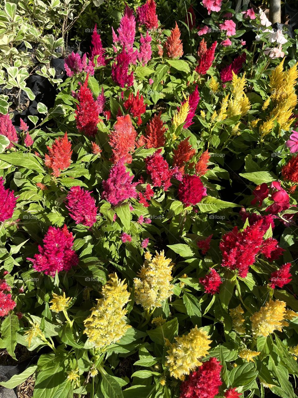 Upload your Photo of the Week.