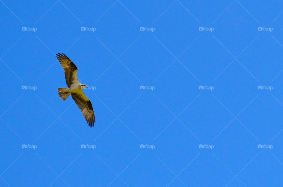 Bird's-eye View ( Series )