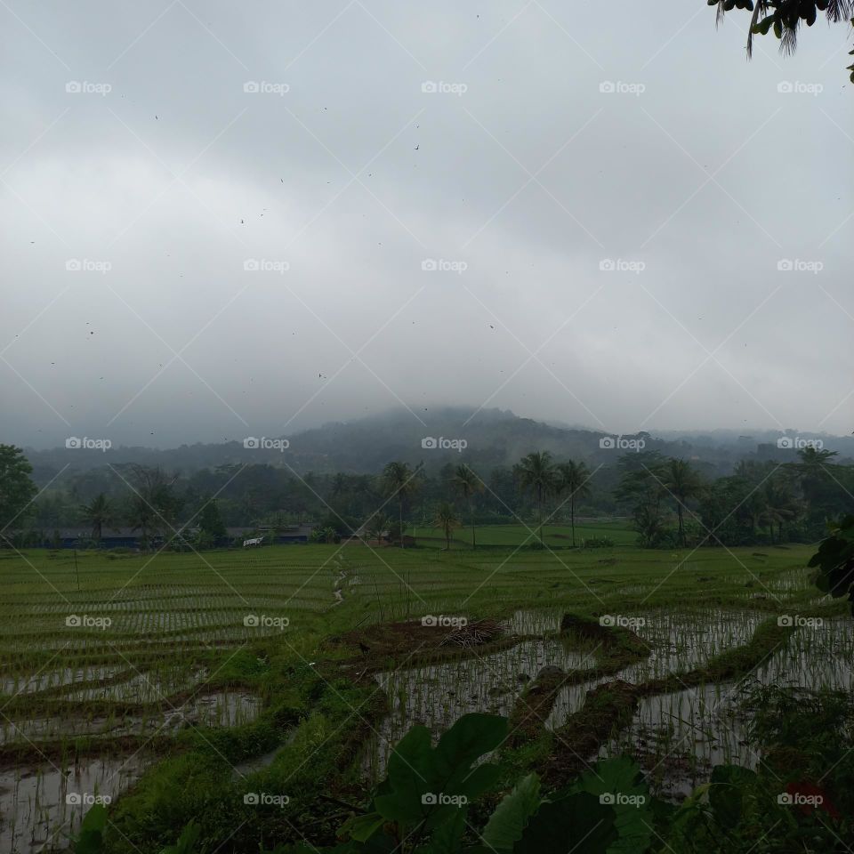 View of rice fields during drizzle