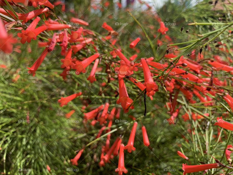 Firecracker flower