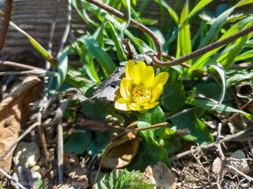 Spring buttercup is a herbaceous plant of the buttercup family.