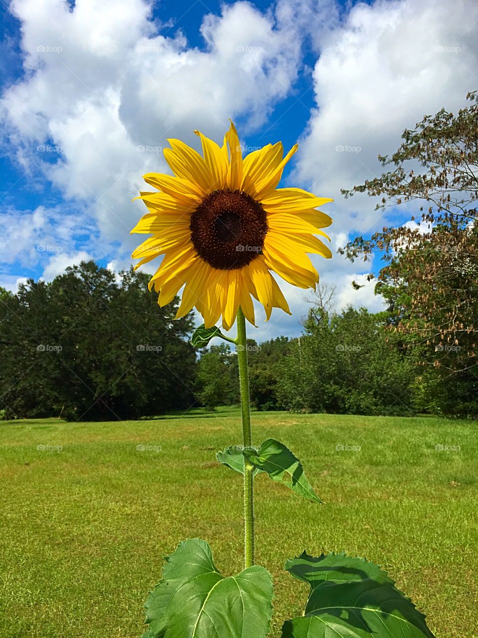 Sunflower from local Community Garden 