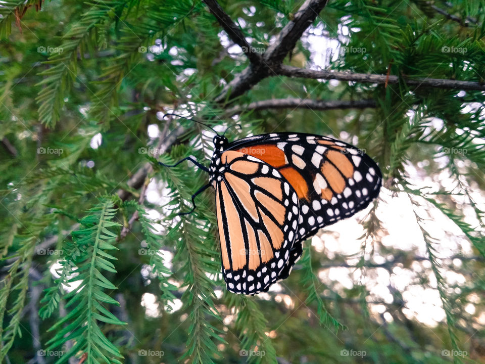 Monarch Butterfly on the branch of a Cypress tree
