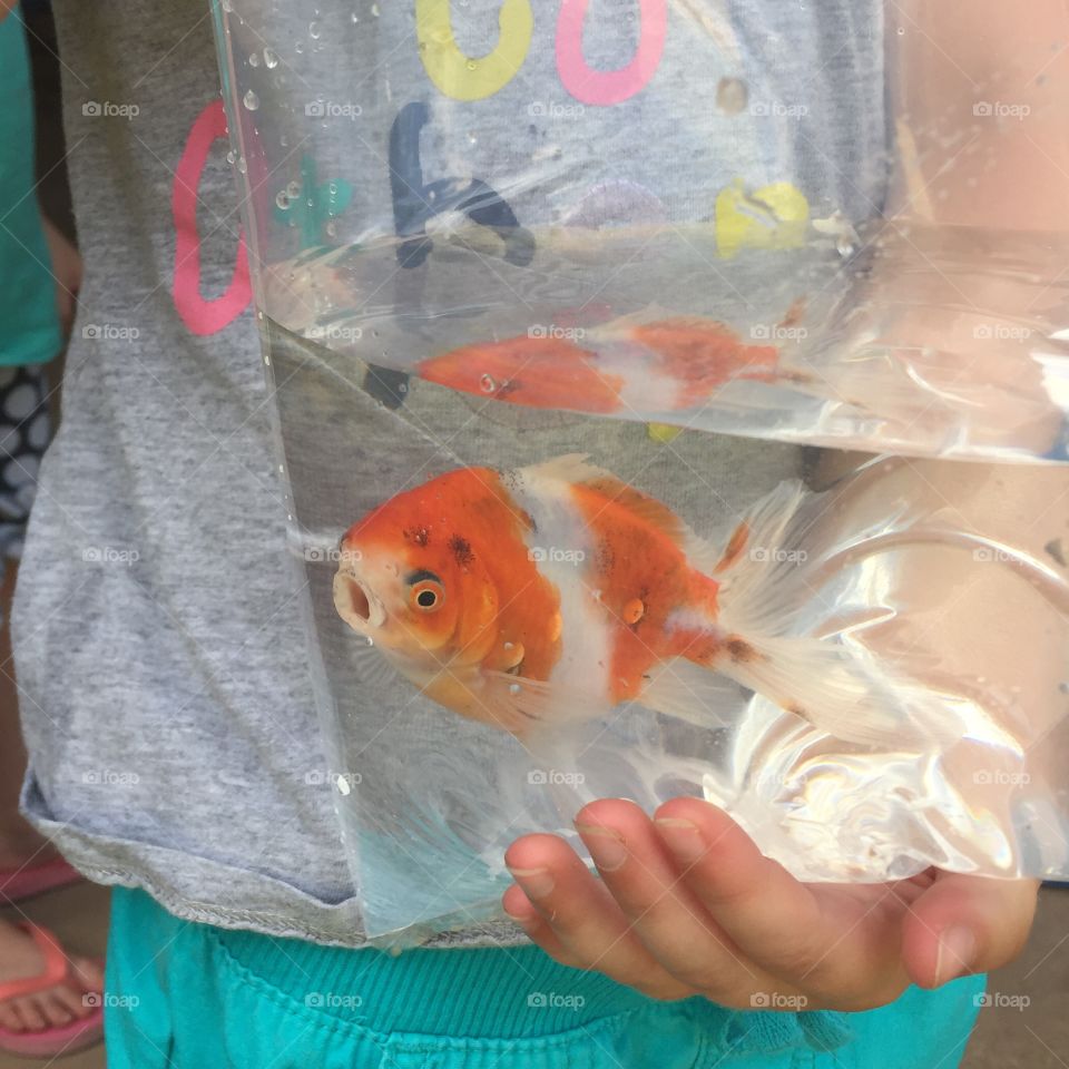 Fancy Goldfish in a Bag