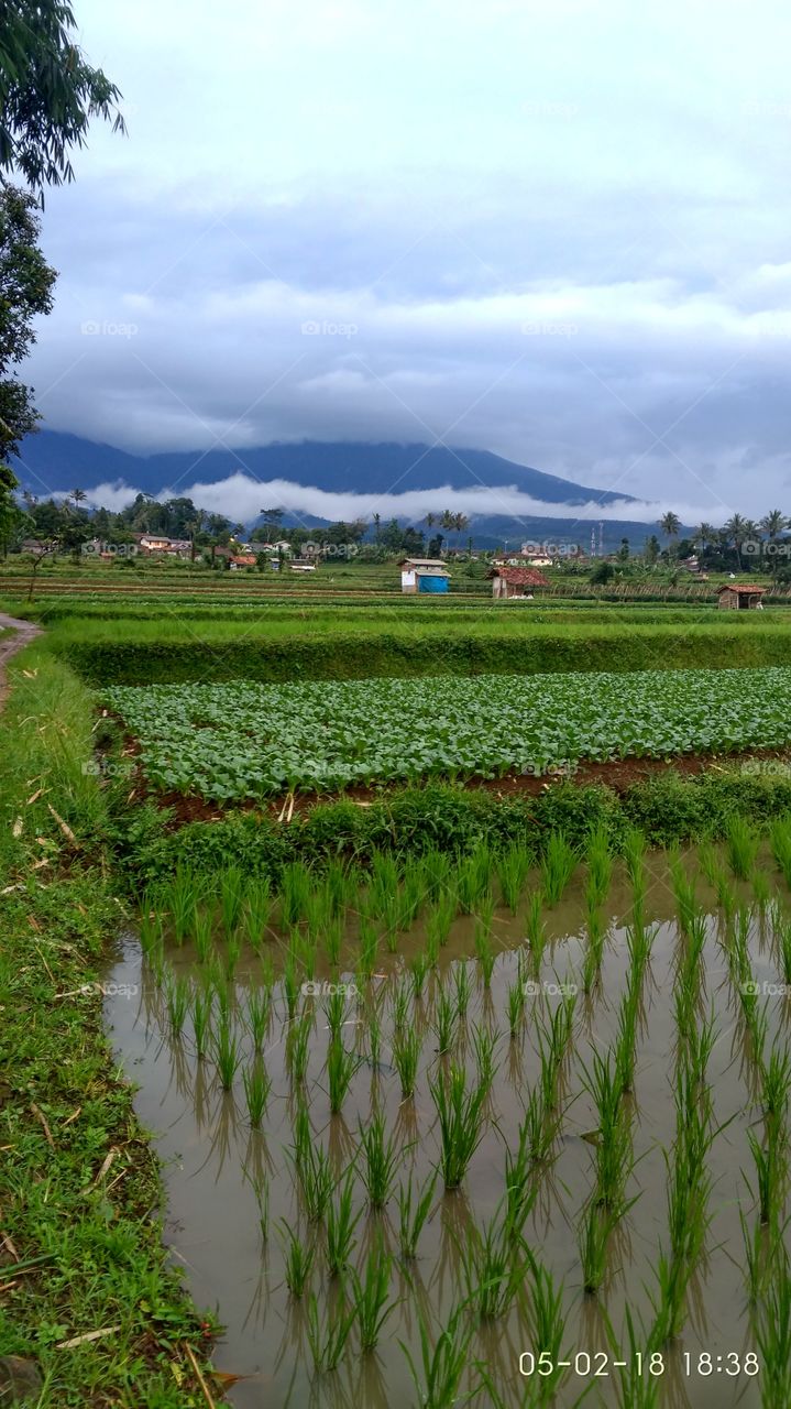 my landscape in camp