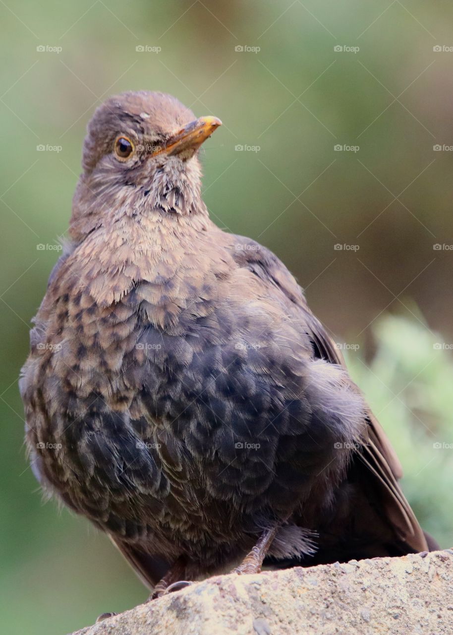 female blackbird