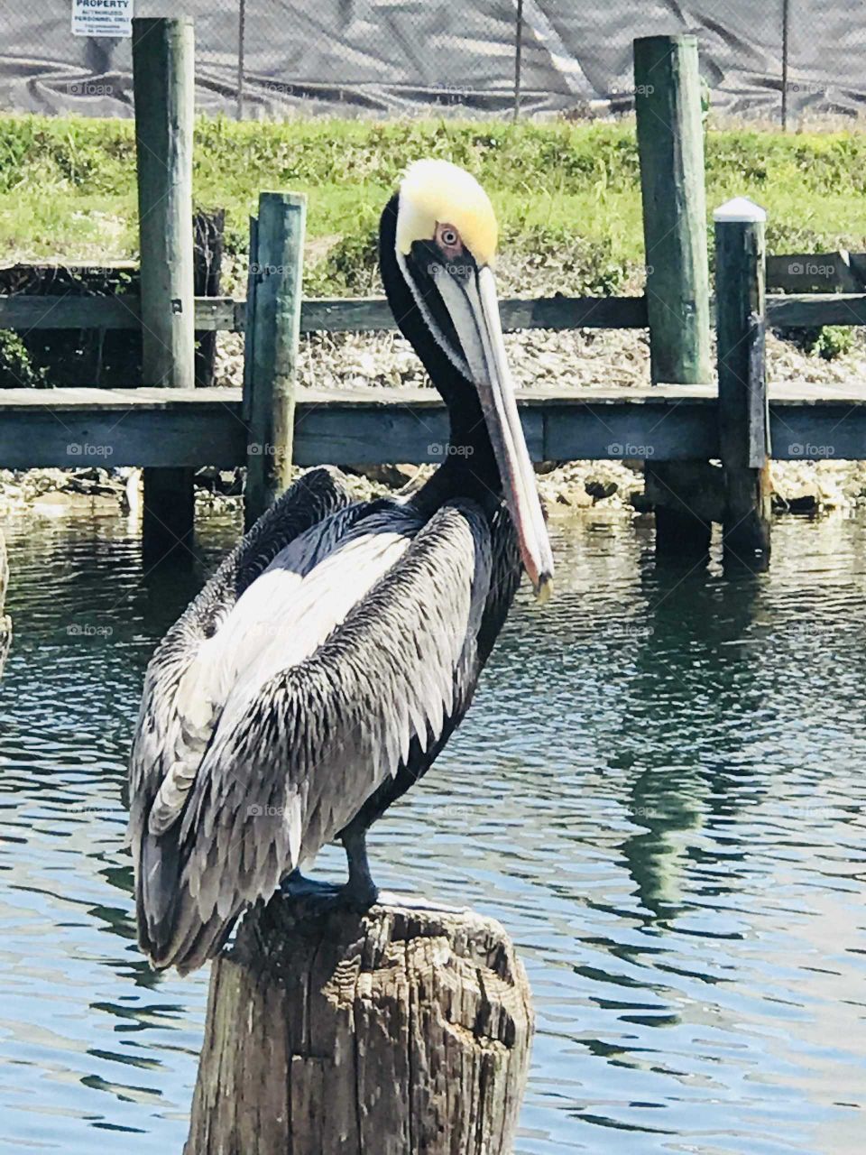 Pensacola pelicans