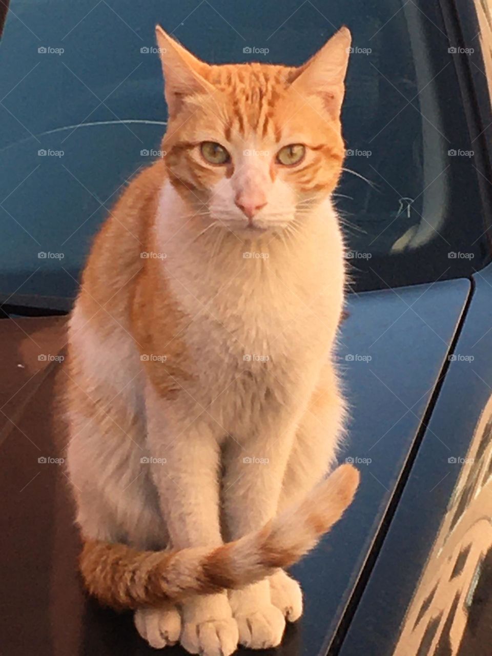 Beautiful cat looking at camera 