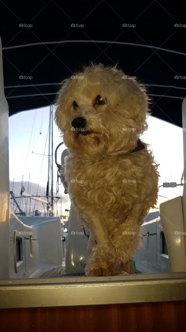 Teddy on board