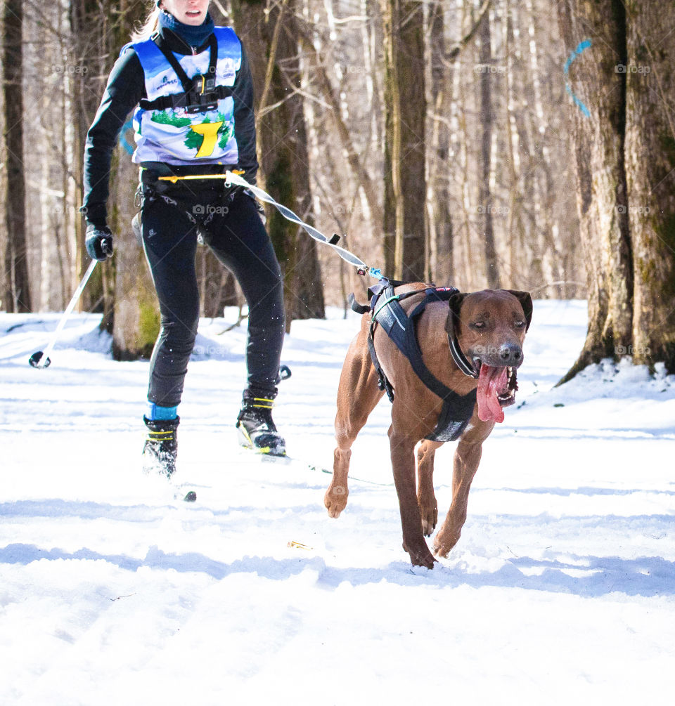 sled dog