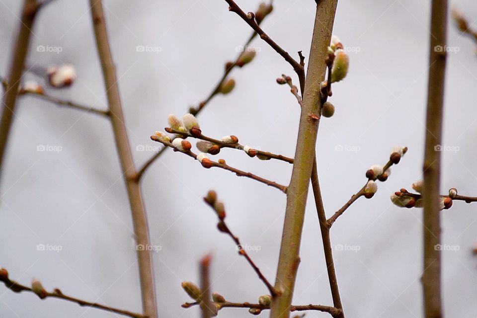 Spring bud on branch