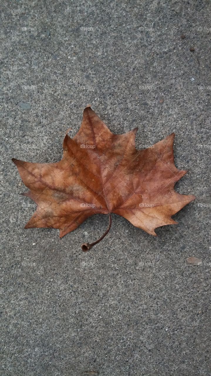leaf on the ground