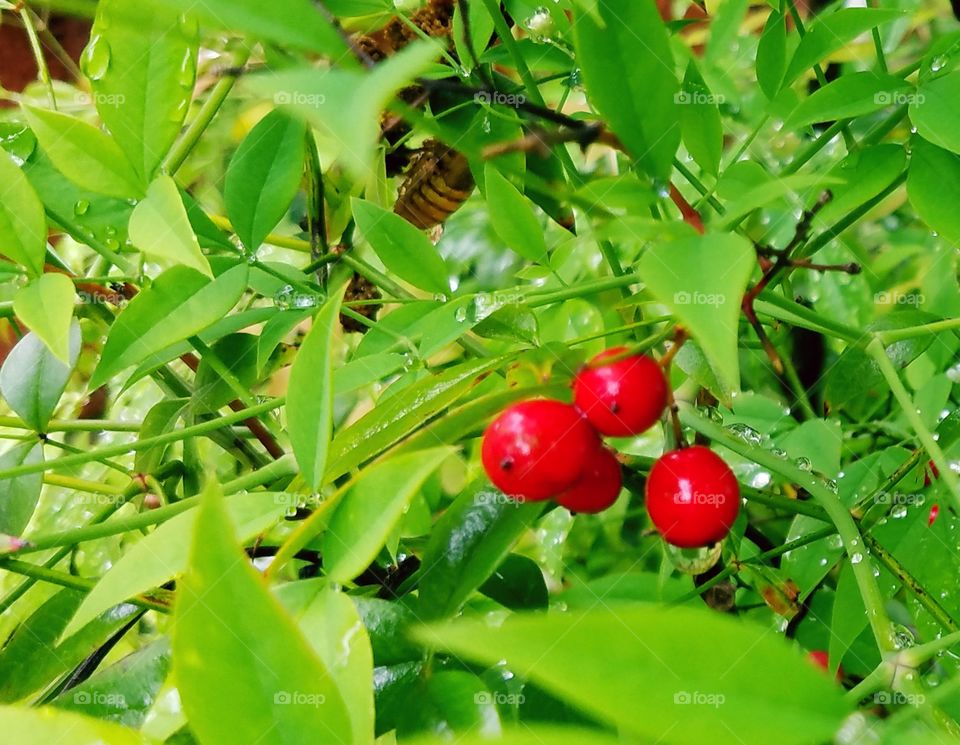 Leaves & red berries