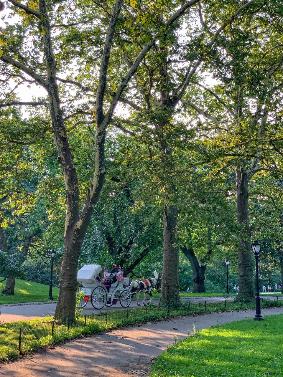 Horse and carriage Rides. Surrounded by beautiful trees in Central Park. Lovely nature.