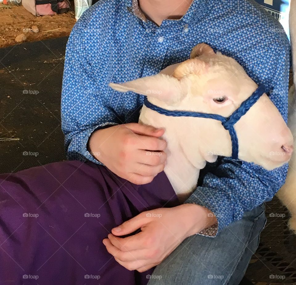 When your FFA lamb loves you. 