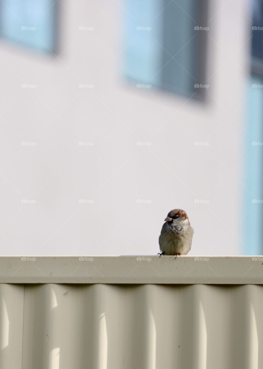 Small sparrow perching on railing