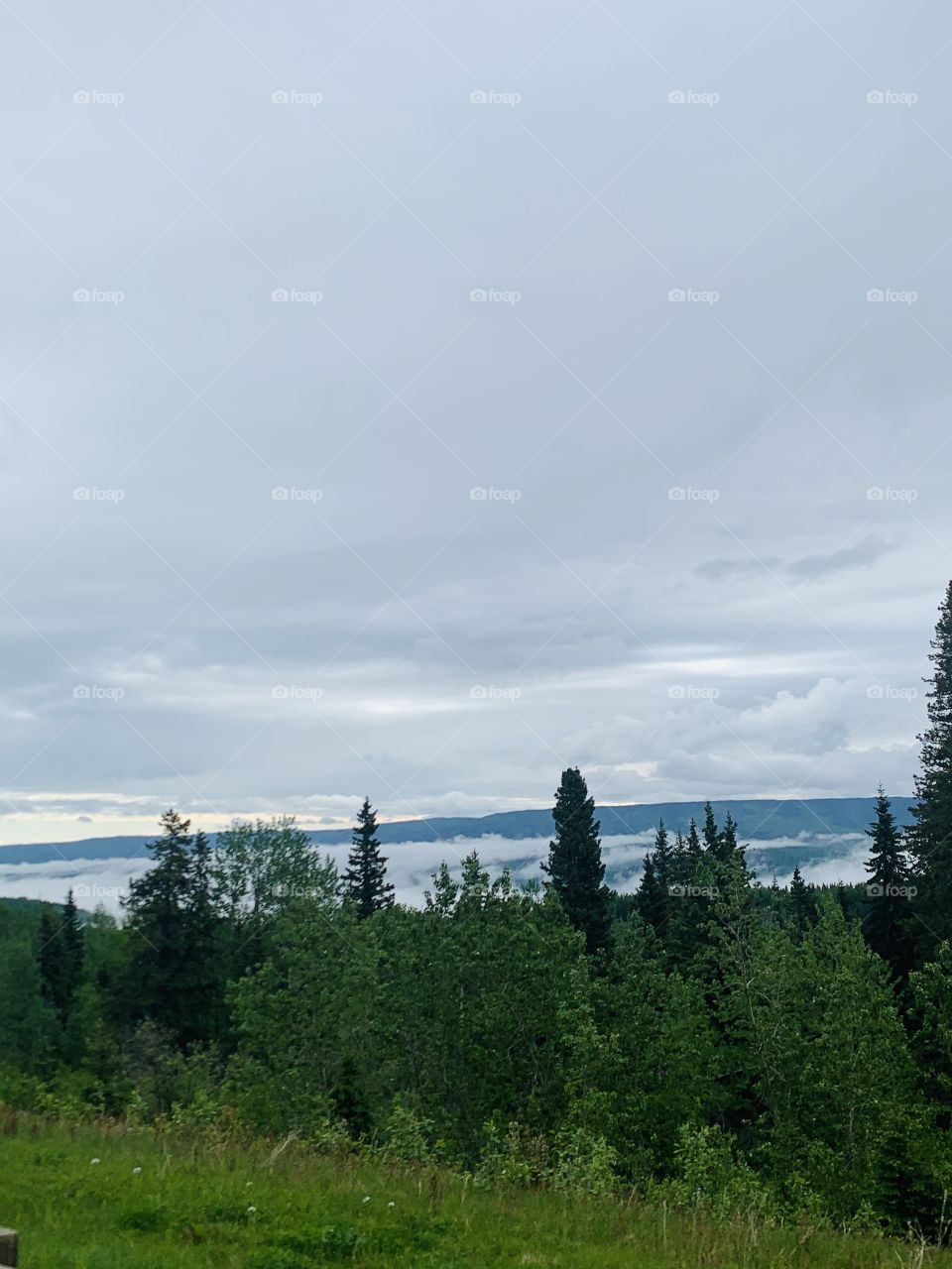 Green and white nature scene 