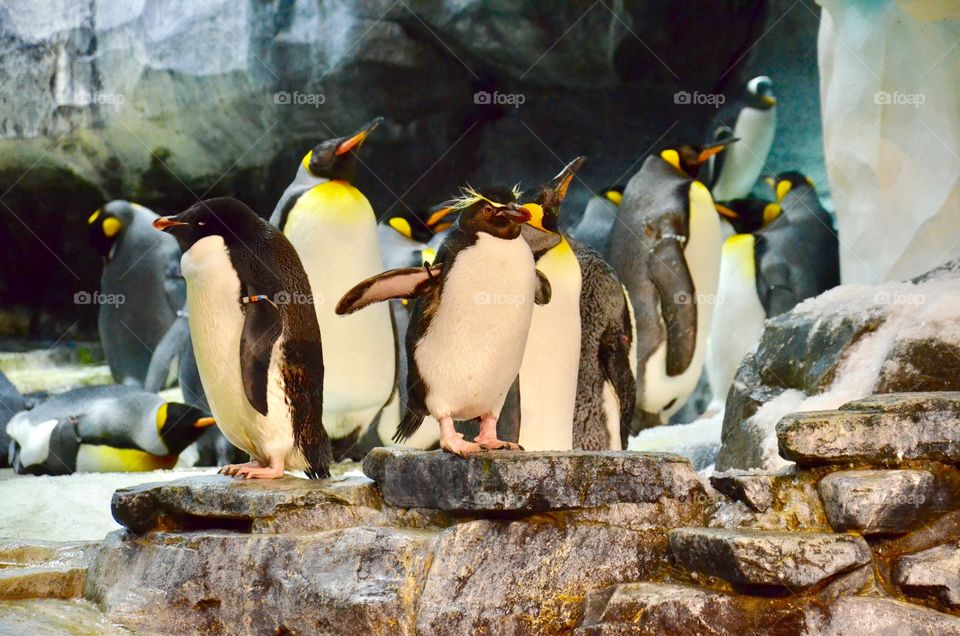 Penguins
