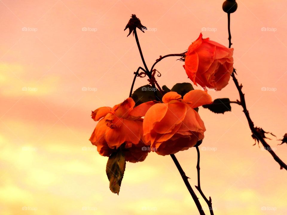 roses in dusk