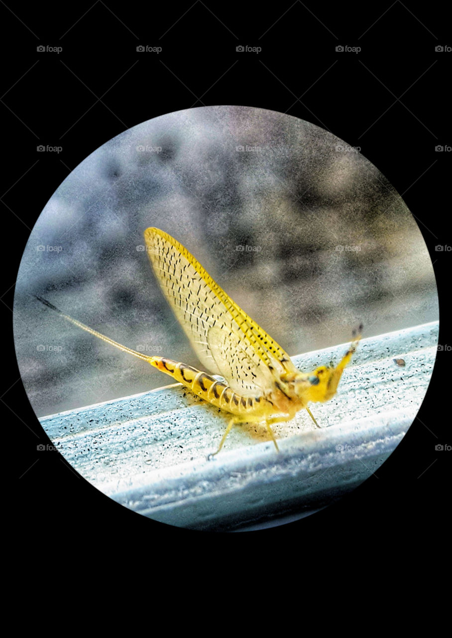Mayfly on window sill, wings, the green drake