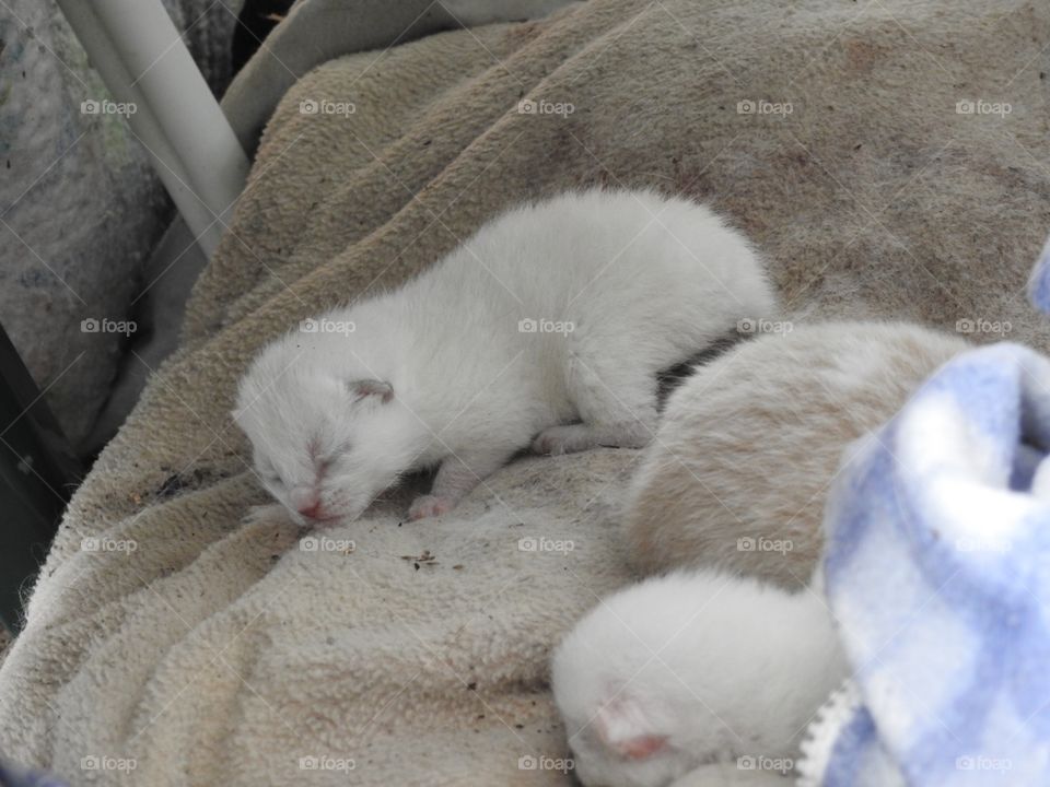 infant kittens