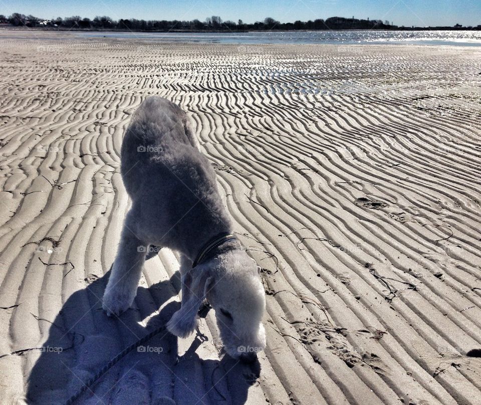 A bedlington at The beach