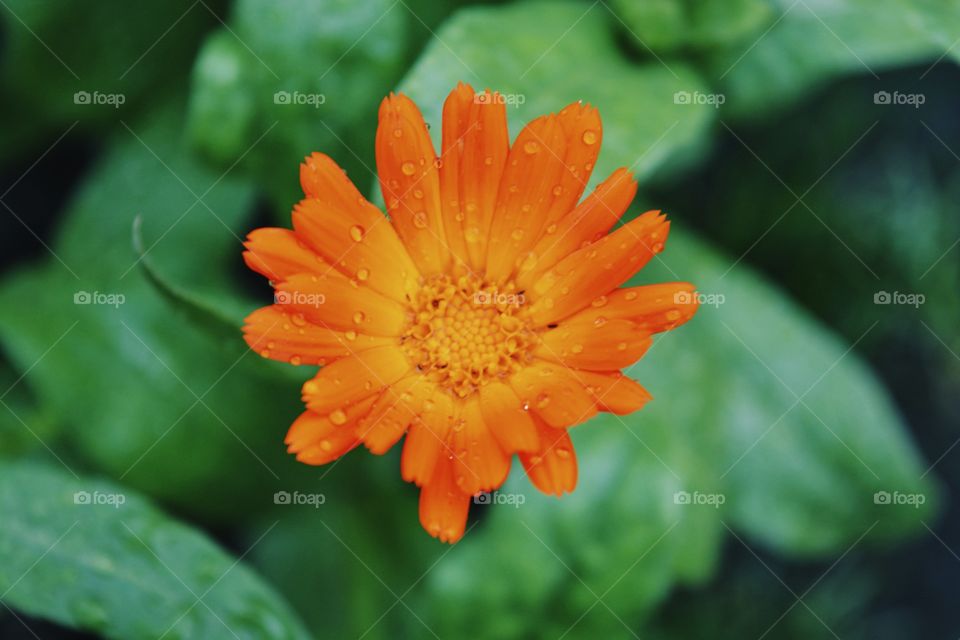 Closeup of orange flower on the garden