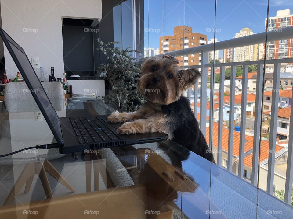 Dog in Home office on Covid times