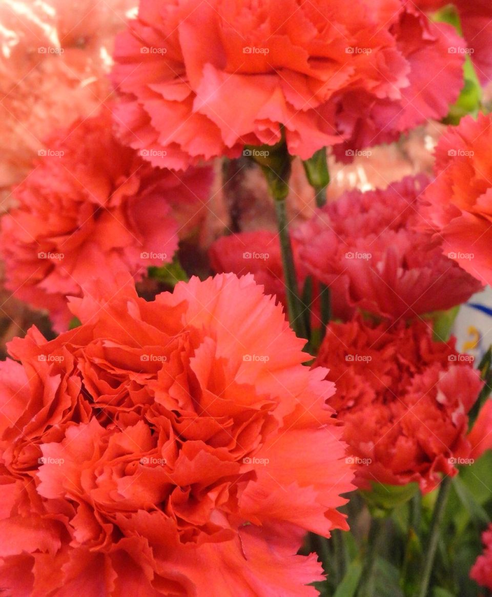 Red carnations 
