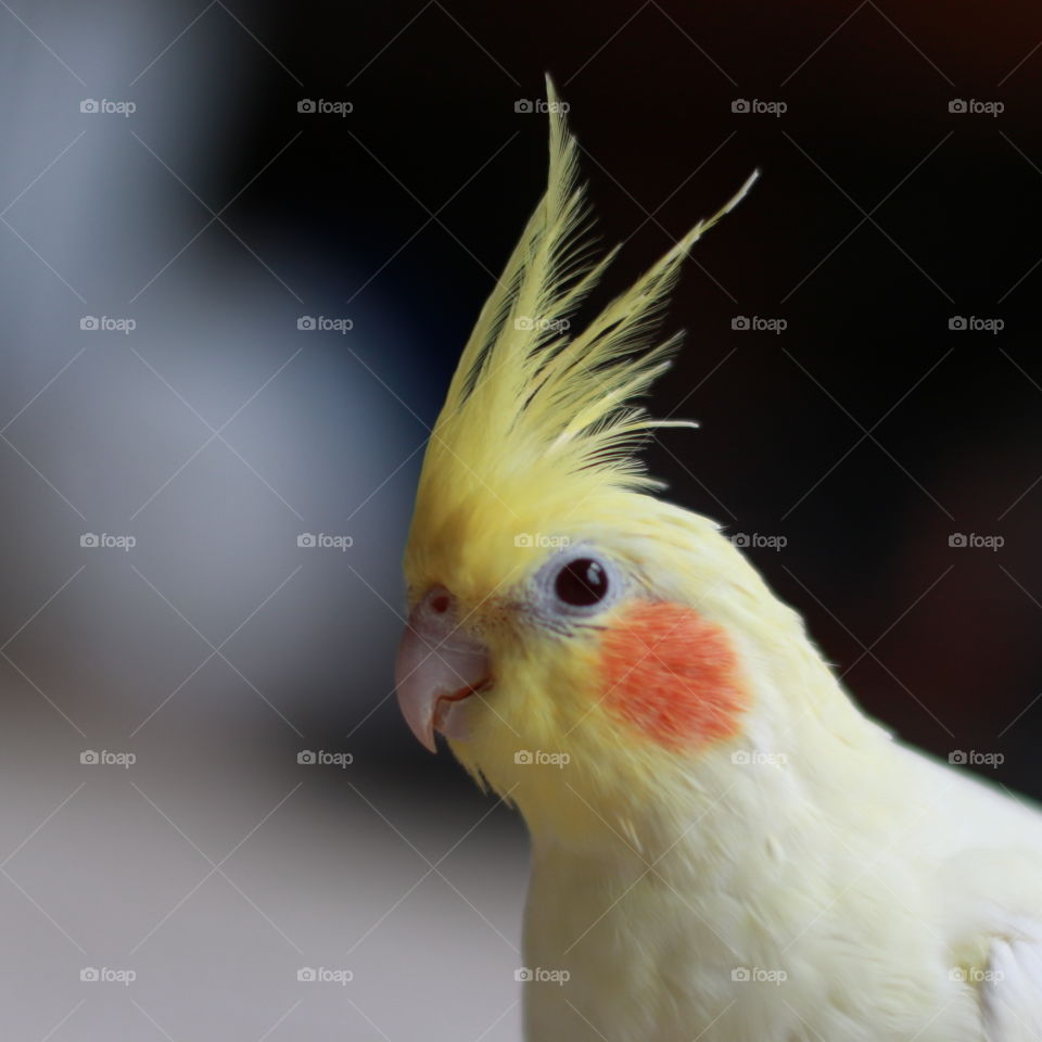 Lutino Cockatiel Rosy