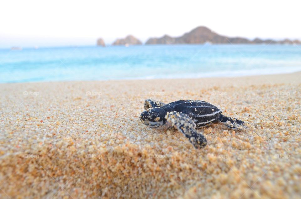 Release of newborn turtles in Medano beach of Cabo San Lucas