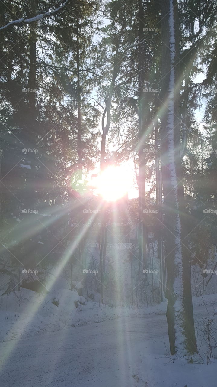 strong sunlight through trees