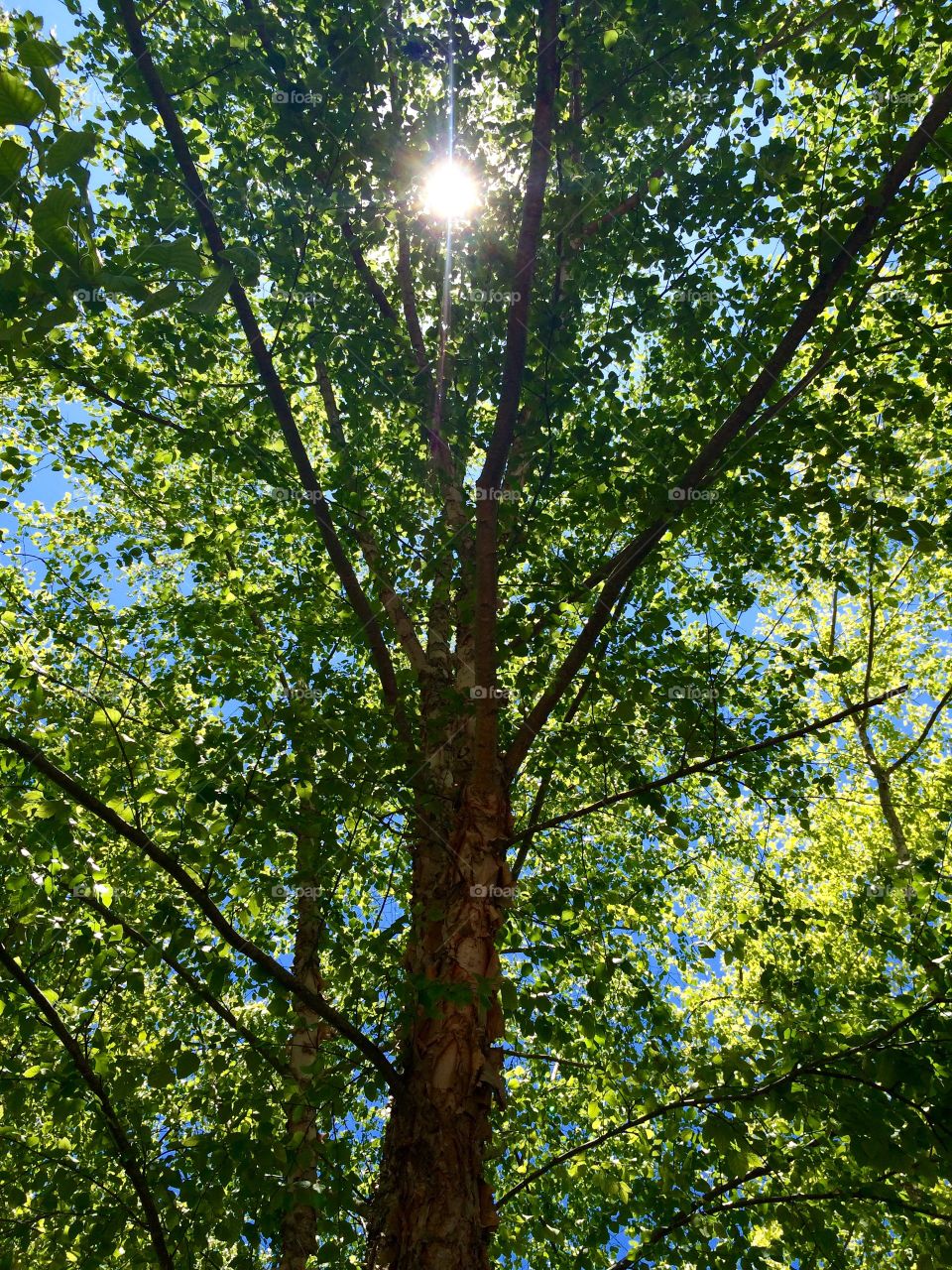 Sunshine through a tree