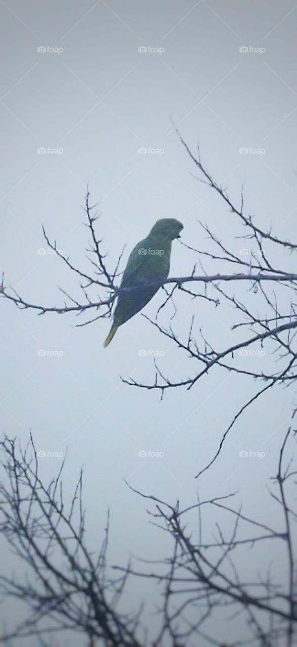 parrot without beak sitting on old tree branch