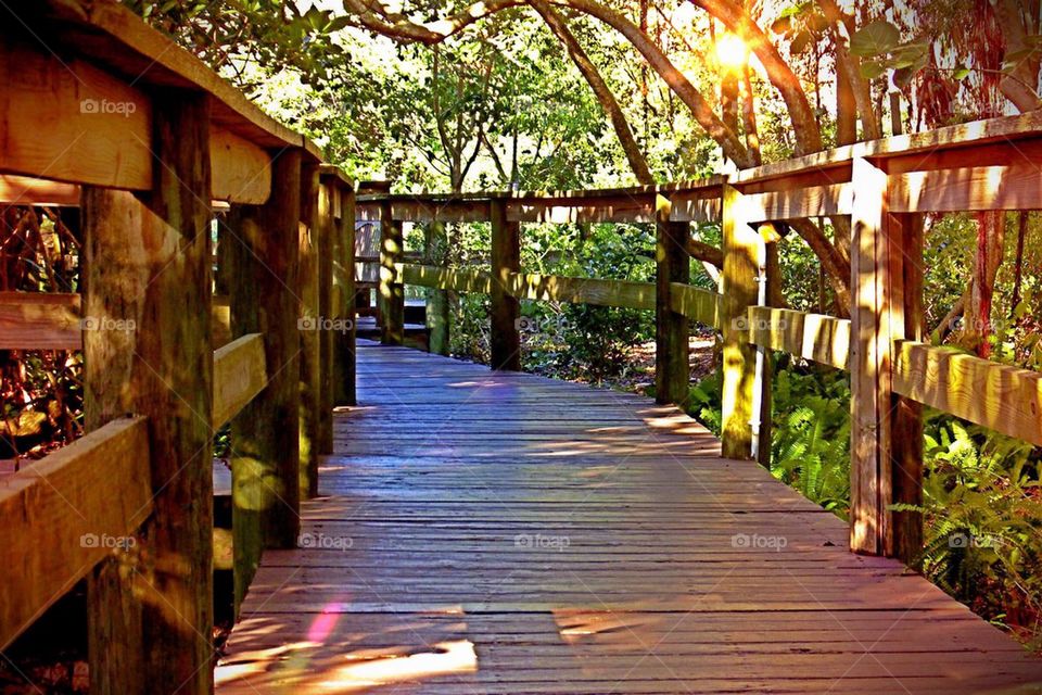 Forest Boardwalk
