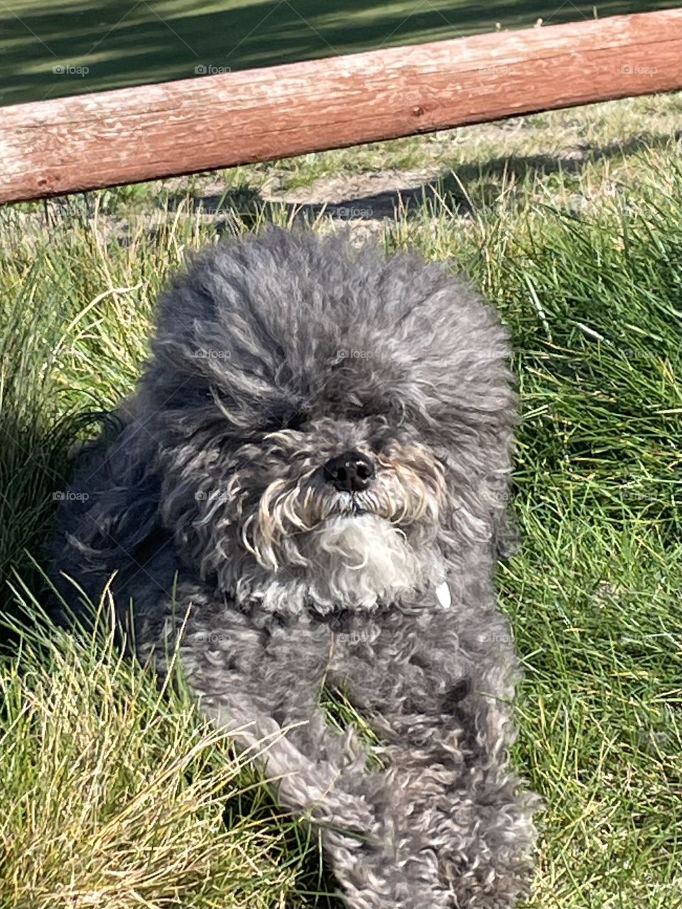 Izzy in the Grass