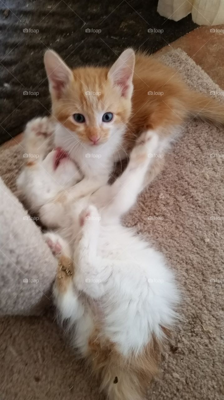 Two orange and white kittens playing