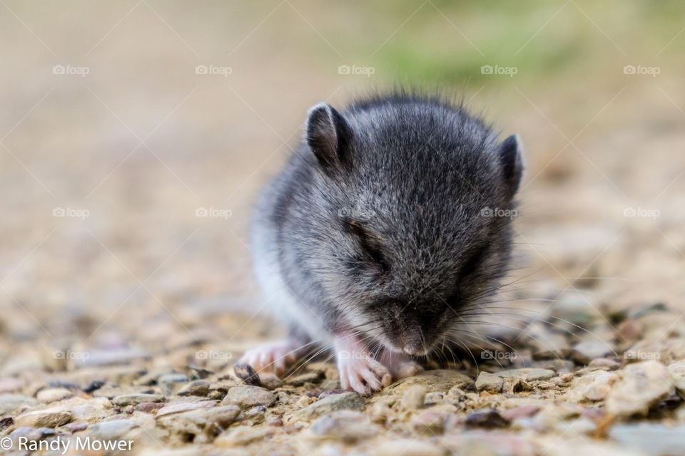 Field mouse