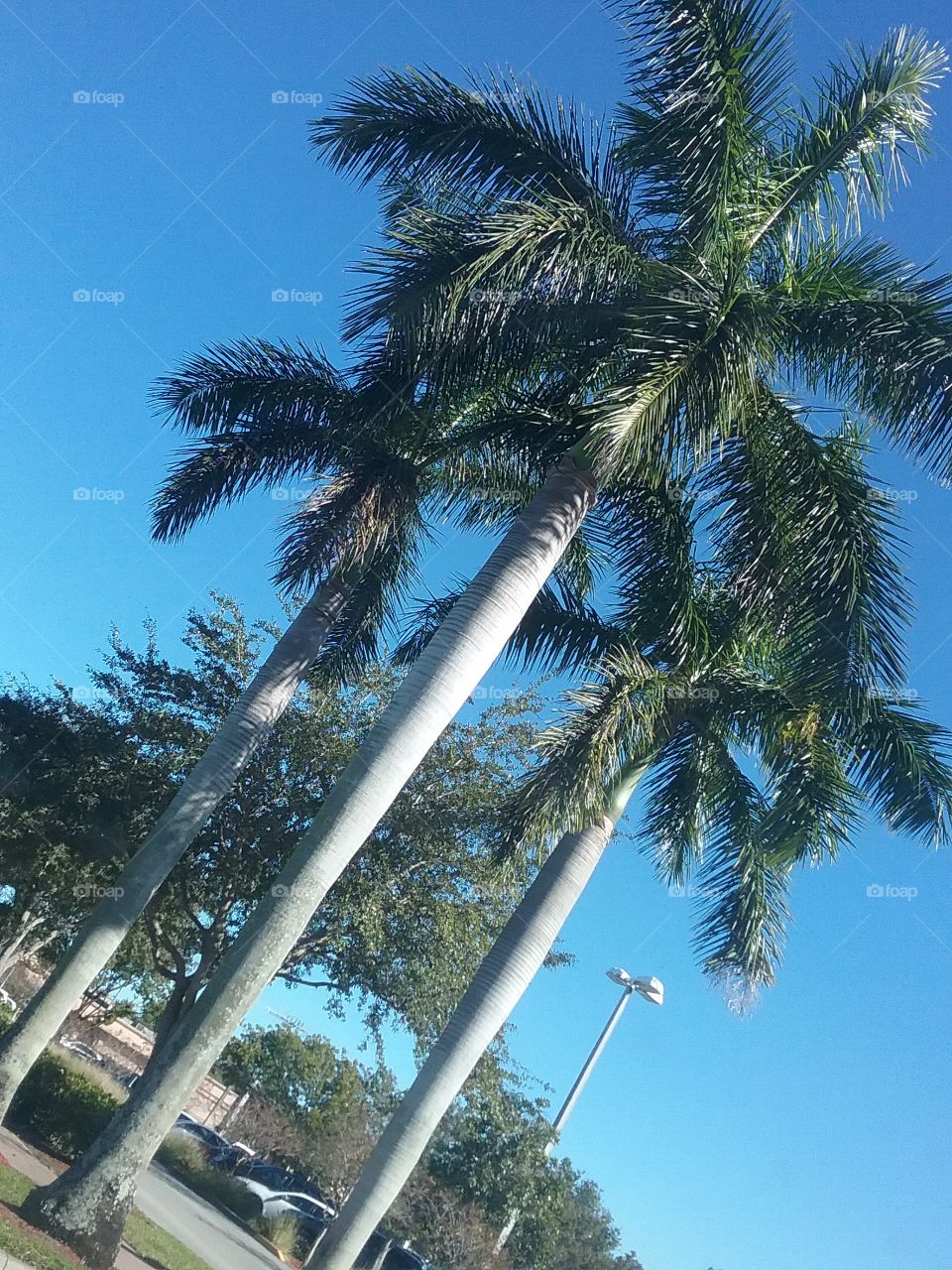 giant palm trees