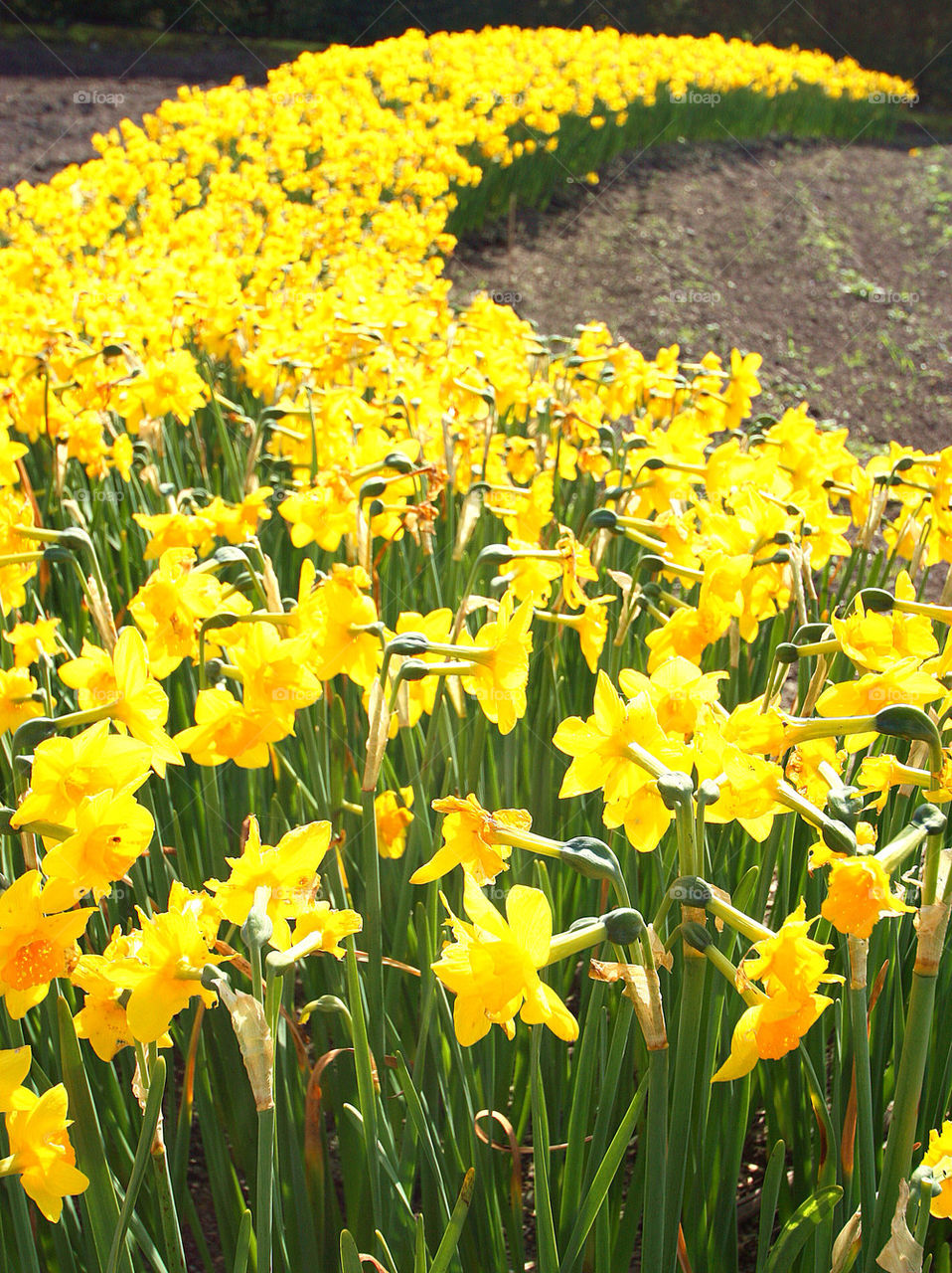 Daffodil road
