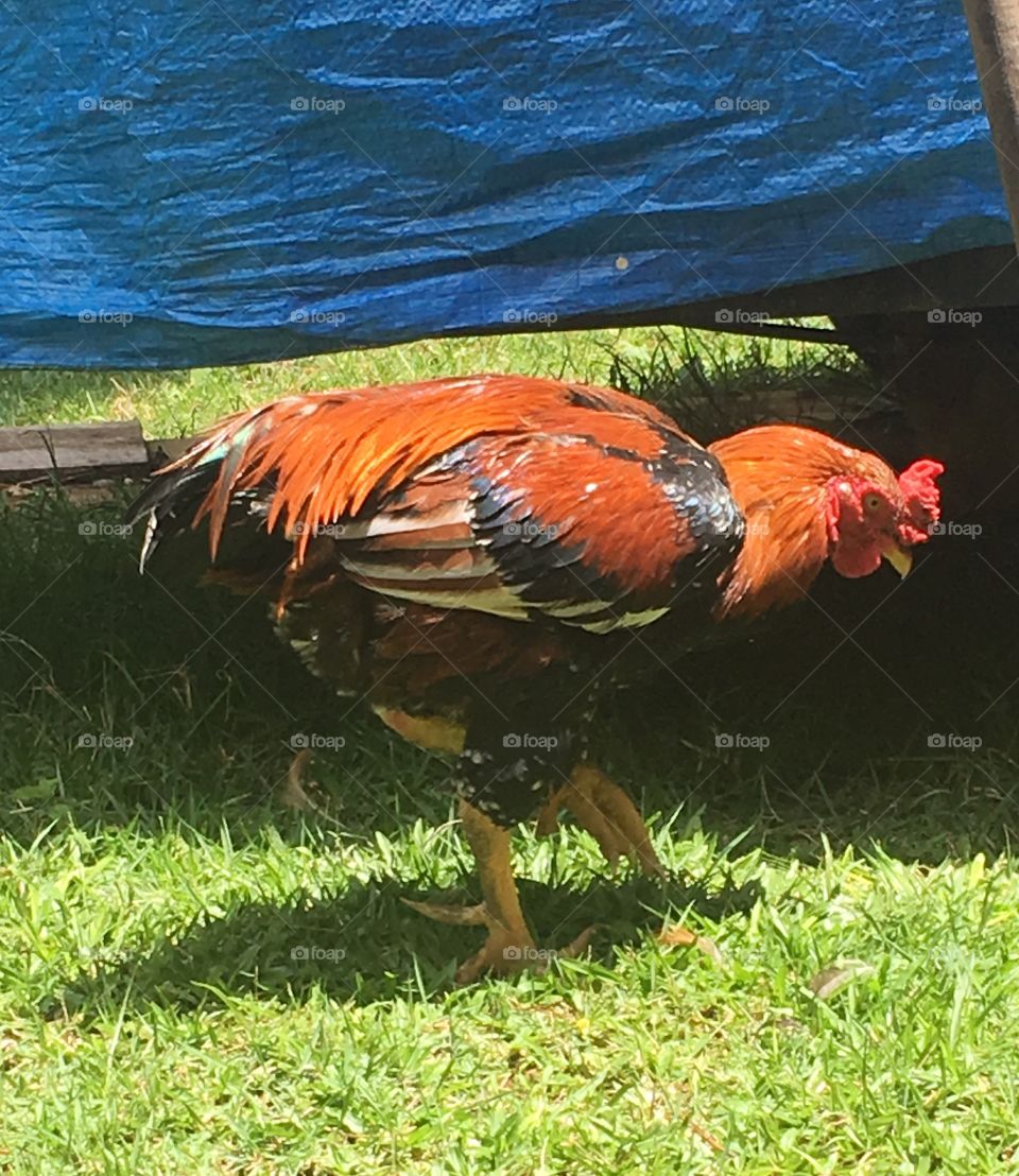 Olha aí o Galo Carijó fazendo graça! Ciscando e nada encontrando (embora abunde comida para ele).