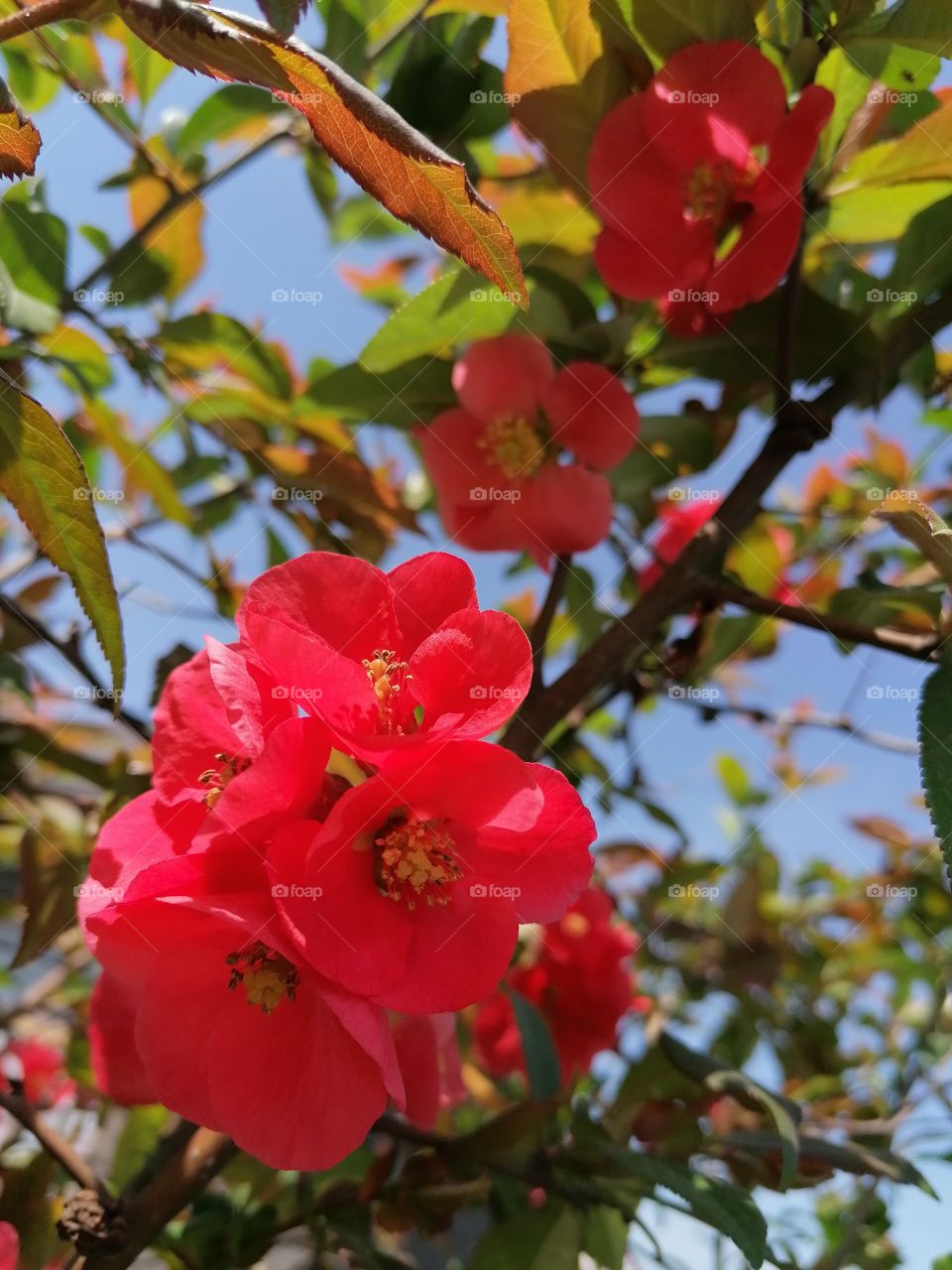 Blooming trees, my favorite time, everything is beautiful and the air is filled with delicious aromas