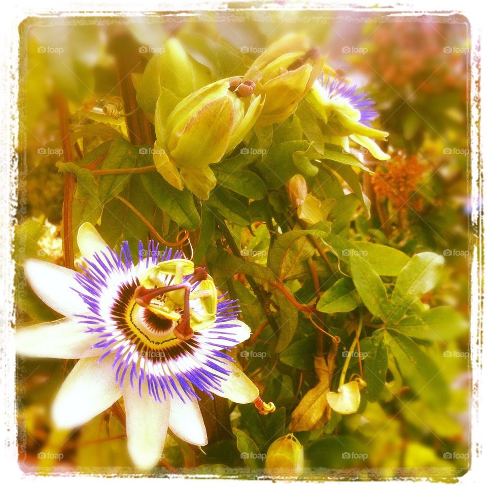 passionflower on Summer