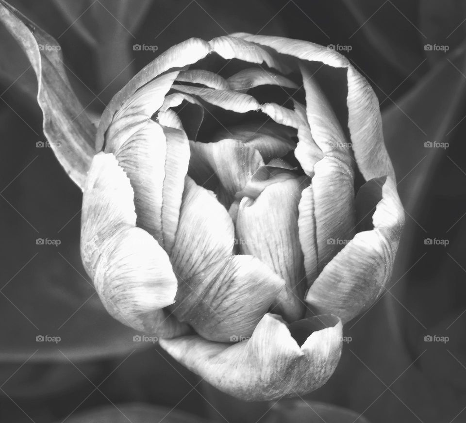 Black and white picture of a tulip 