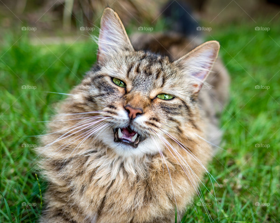 Long Haired Tabby Cat Smiling With Open Mouth Looking At The Camera