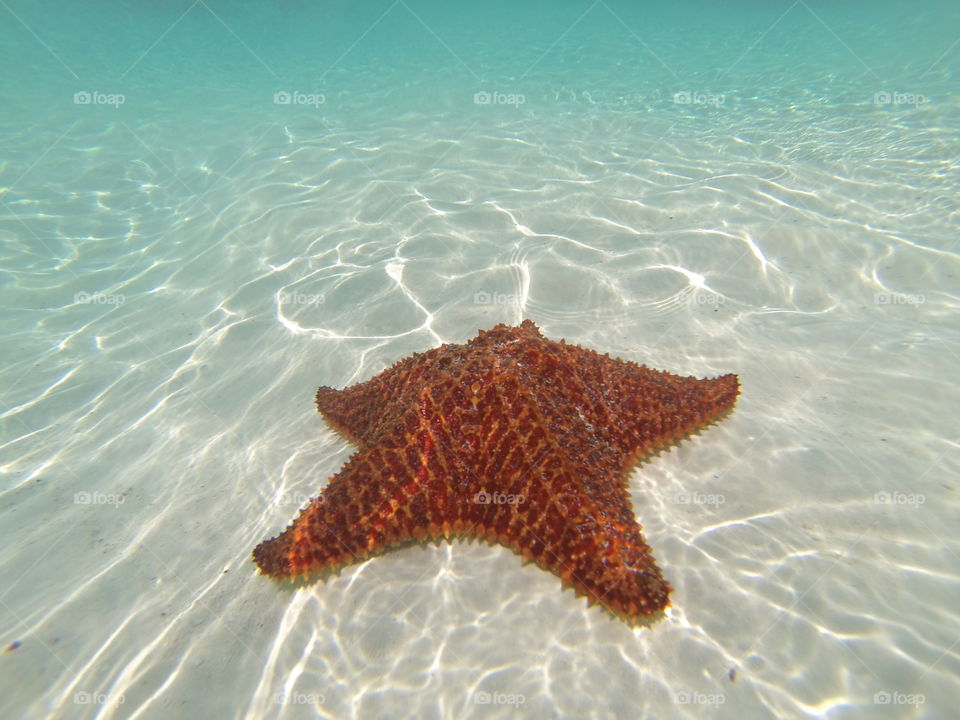 star fish